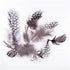 AussieSuperStore Art & Craft Essentials Feathers Guinea Hen Plumage Feathers Guinea Hen Plumage | Artificial Craft Feathers 9331468051336 VCF35